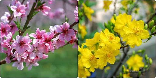 những loại hoa được cắm trên bàn thờ