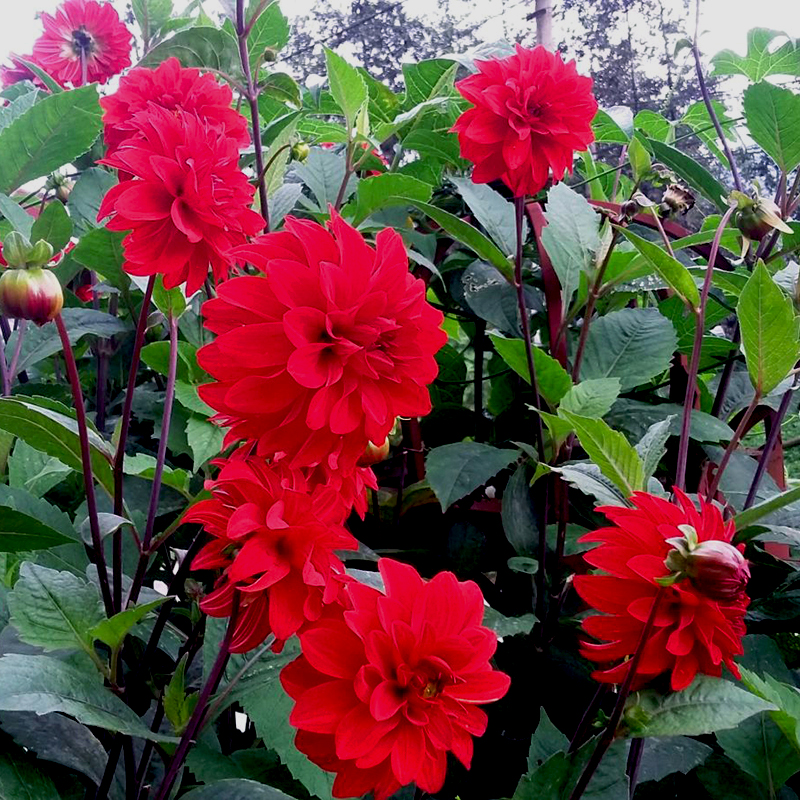 những loại hoa được cắm trên bàn thờ