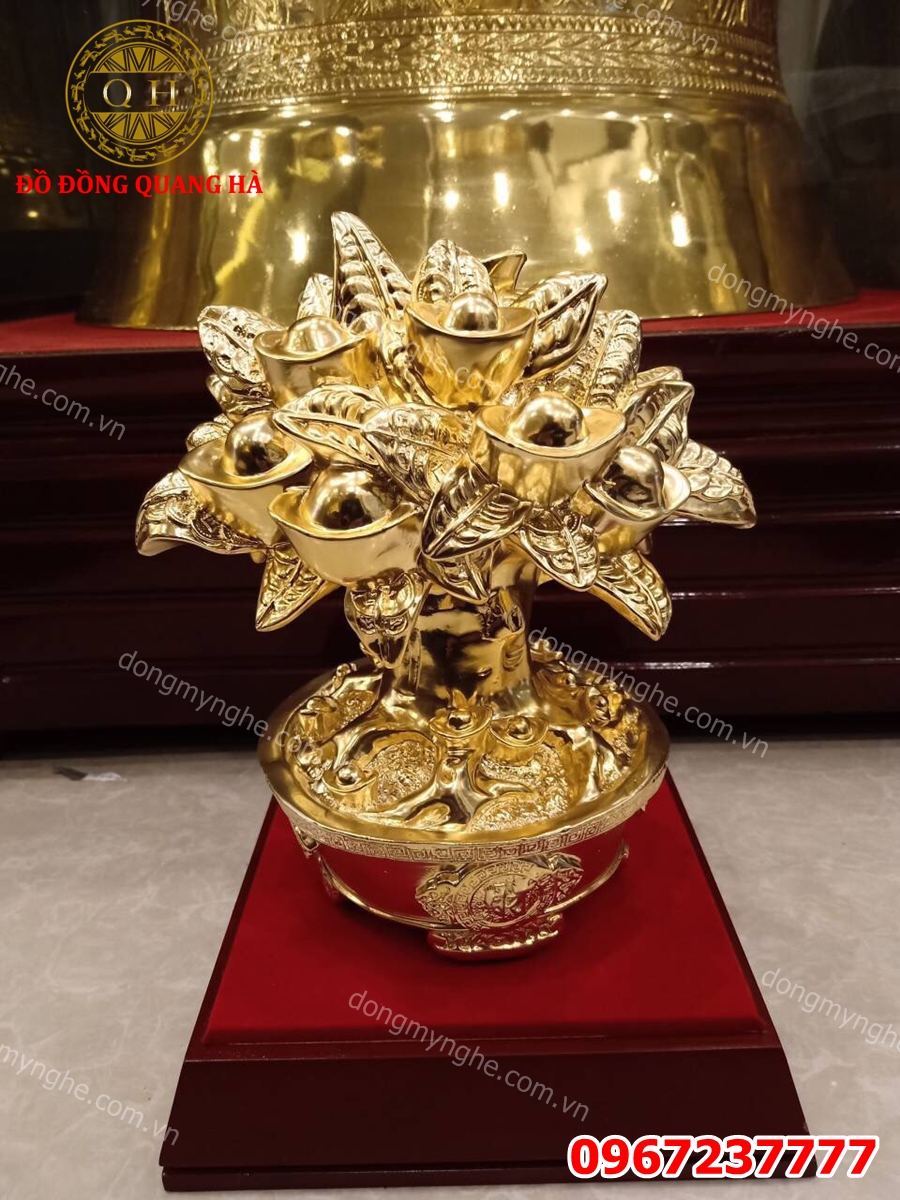 Cây phong thủy sanh tiền tài lộc 4