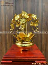 Chậu lan lưu niệm 5 cành bằng đồng dát vàng kích thước 47x33cm 