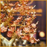 Cây đào đồng vàng mạ vàng cao 75cm