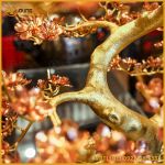 Cây đào đồng vàng mạ vàng cao 75cm