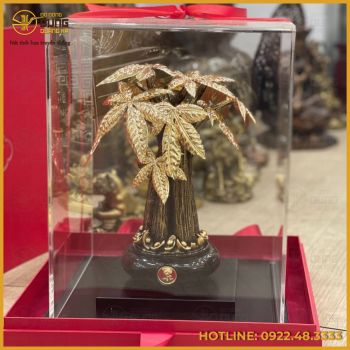 Hộp quà tặng cây kim tiền mạ vàng